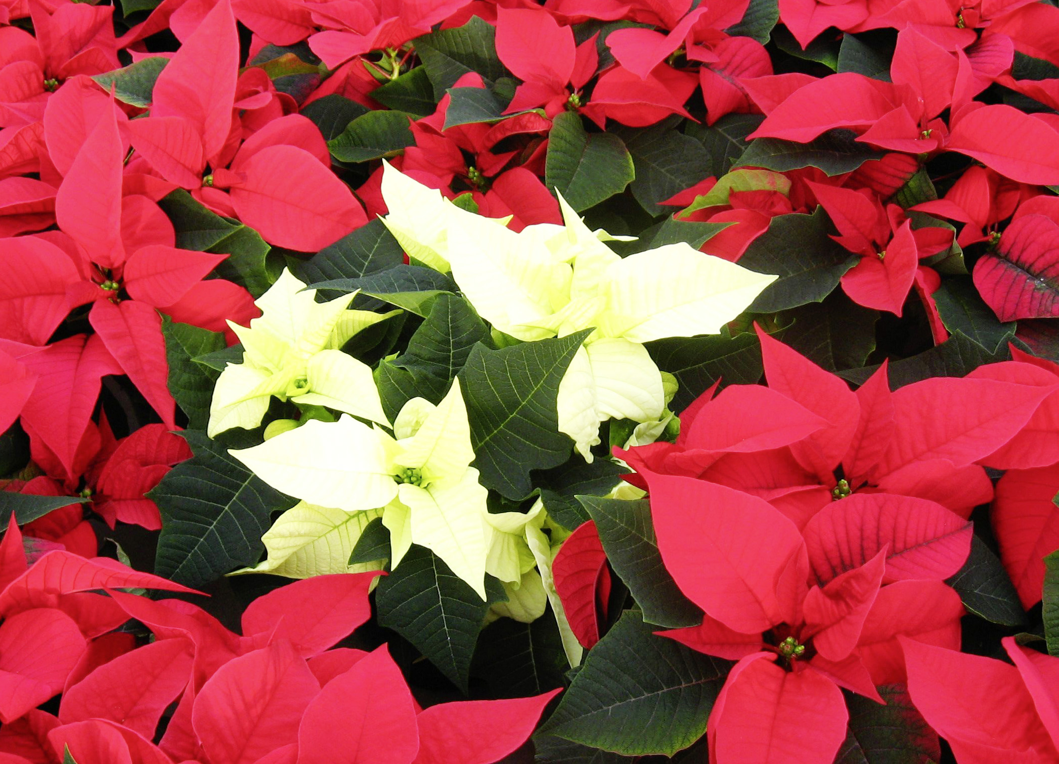 don't let poinsettias sit in a very cold spot