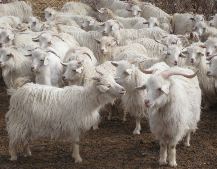 Cashmere goats. Their hair is super soft and hard wearing - and moths LOVE it