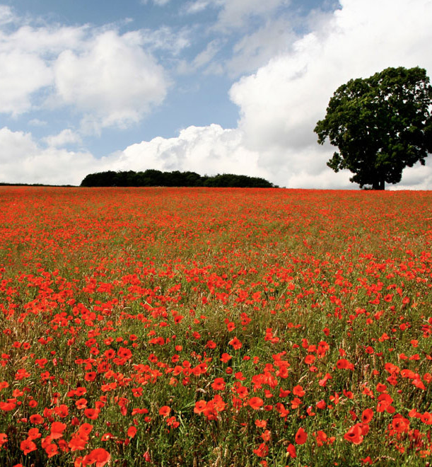 Field of poppies - from £86