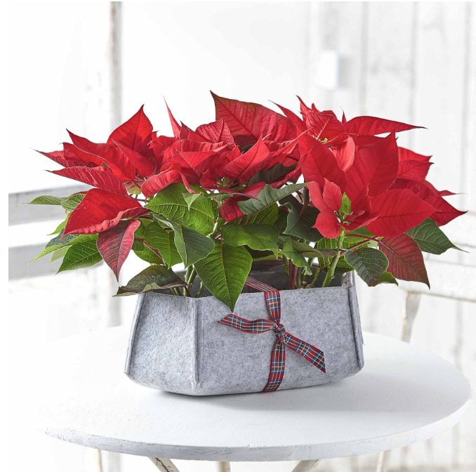 Poinsettias are perfect for Christmas colour