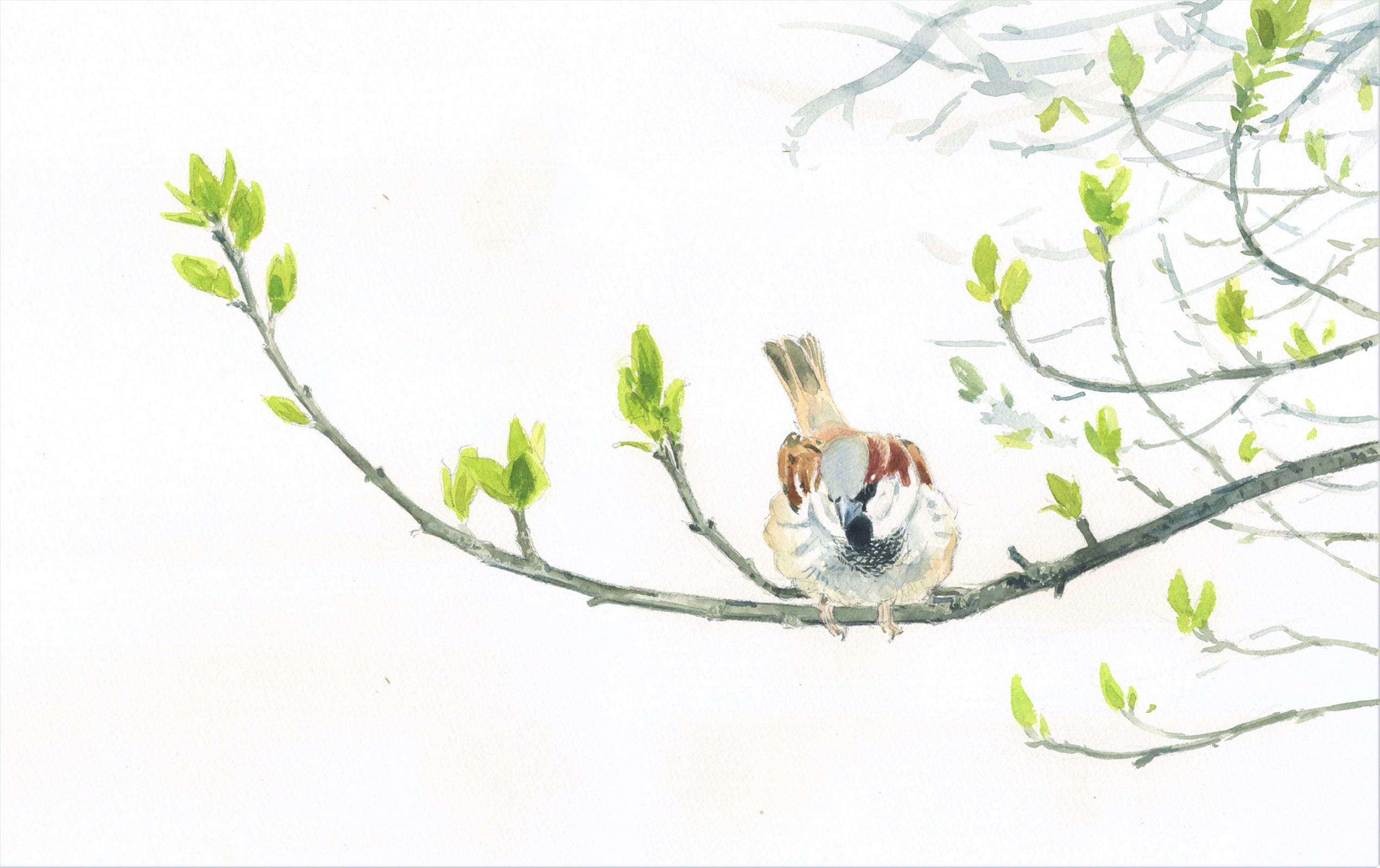 Richard Johnson House Sparrow In Plum Tree