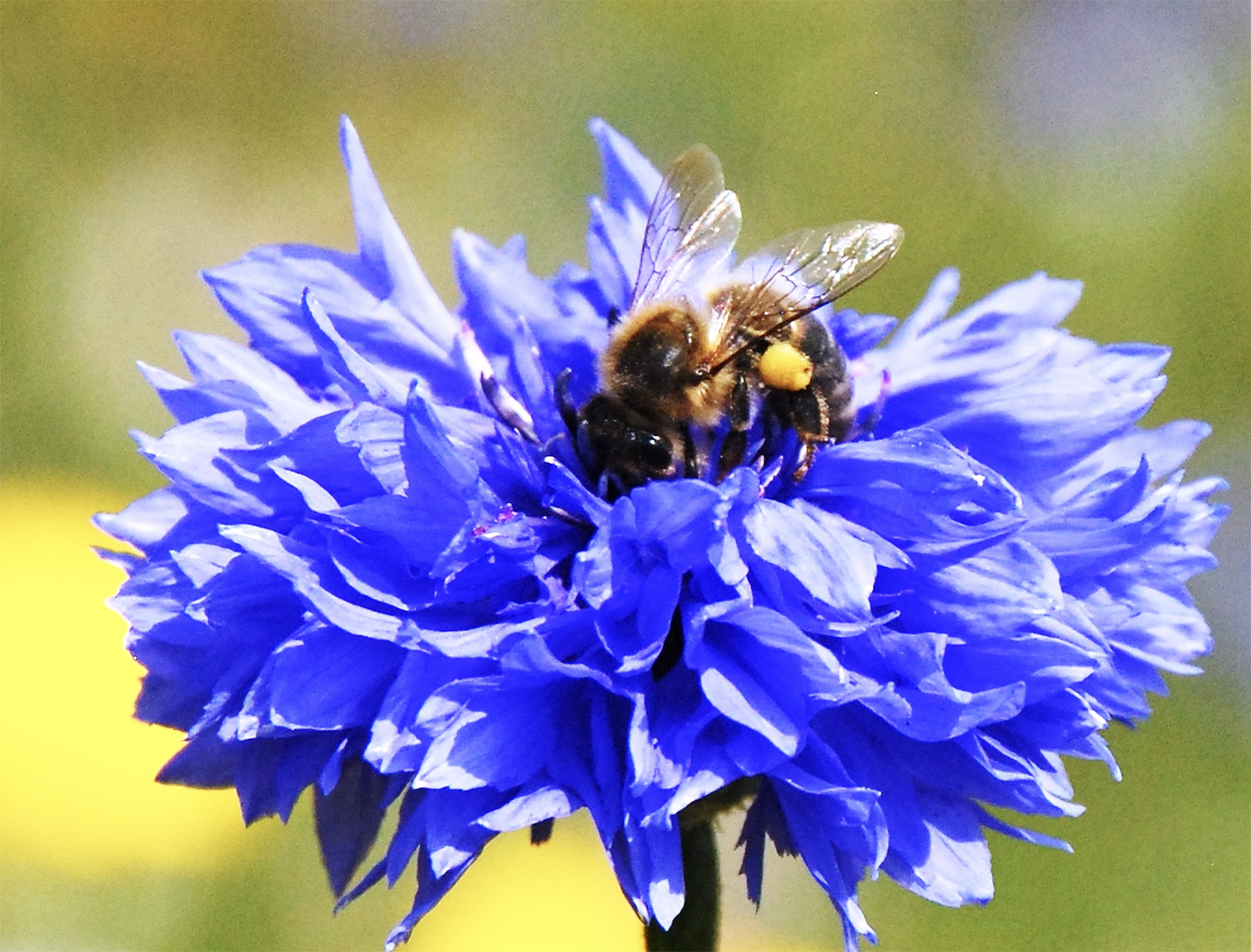 It's world bee day on 20 May 2023