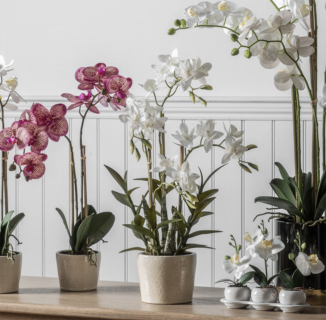 delicate Cynoches orchid has unusual shaped petals. www.ellajames.co.uk