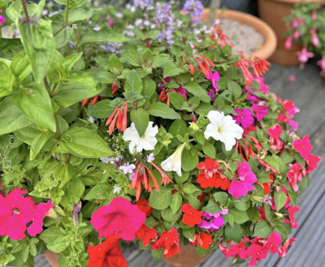 start with flowers in pots