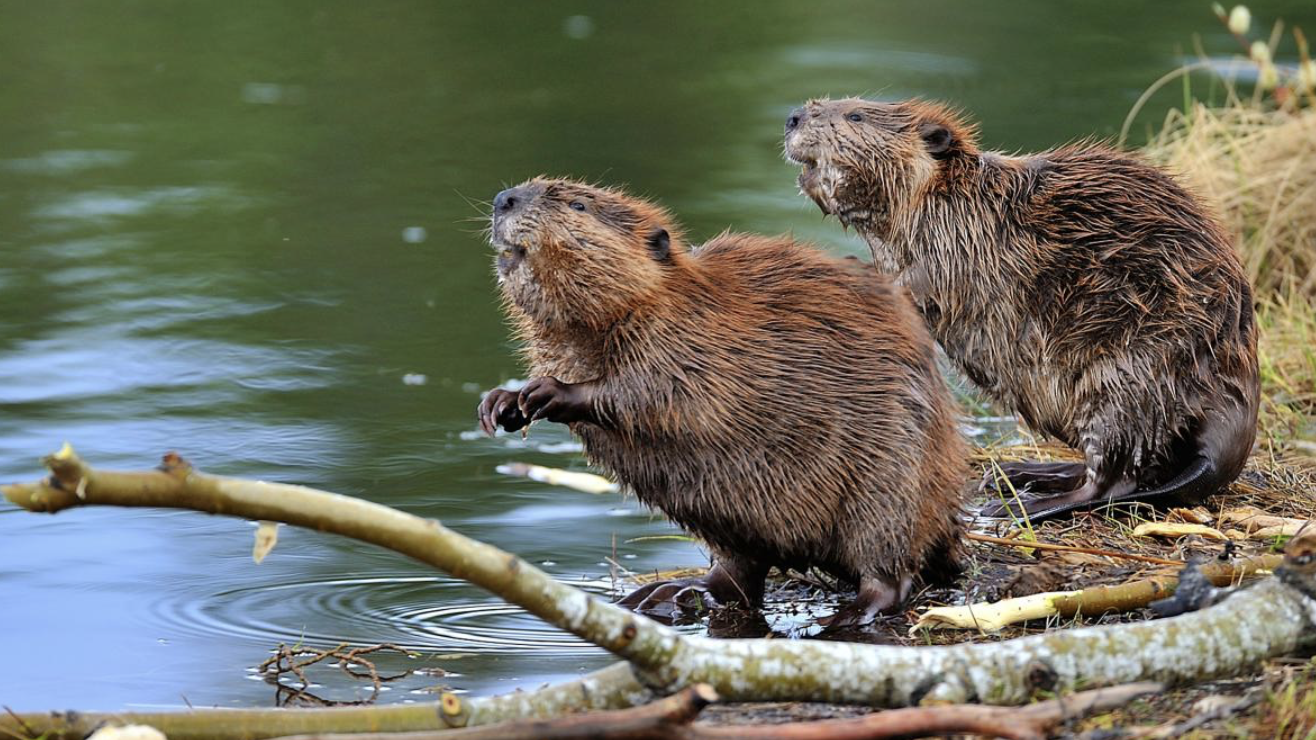 beavers mitigate flooding risks
