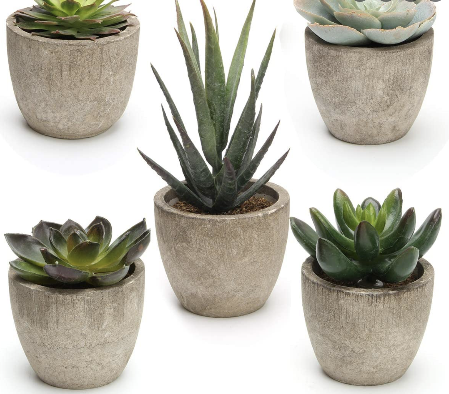 succulents are easy to care for