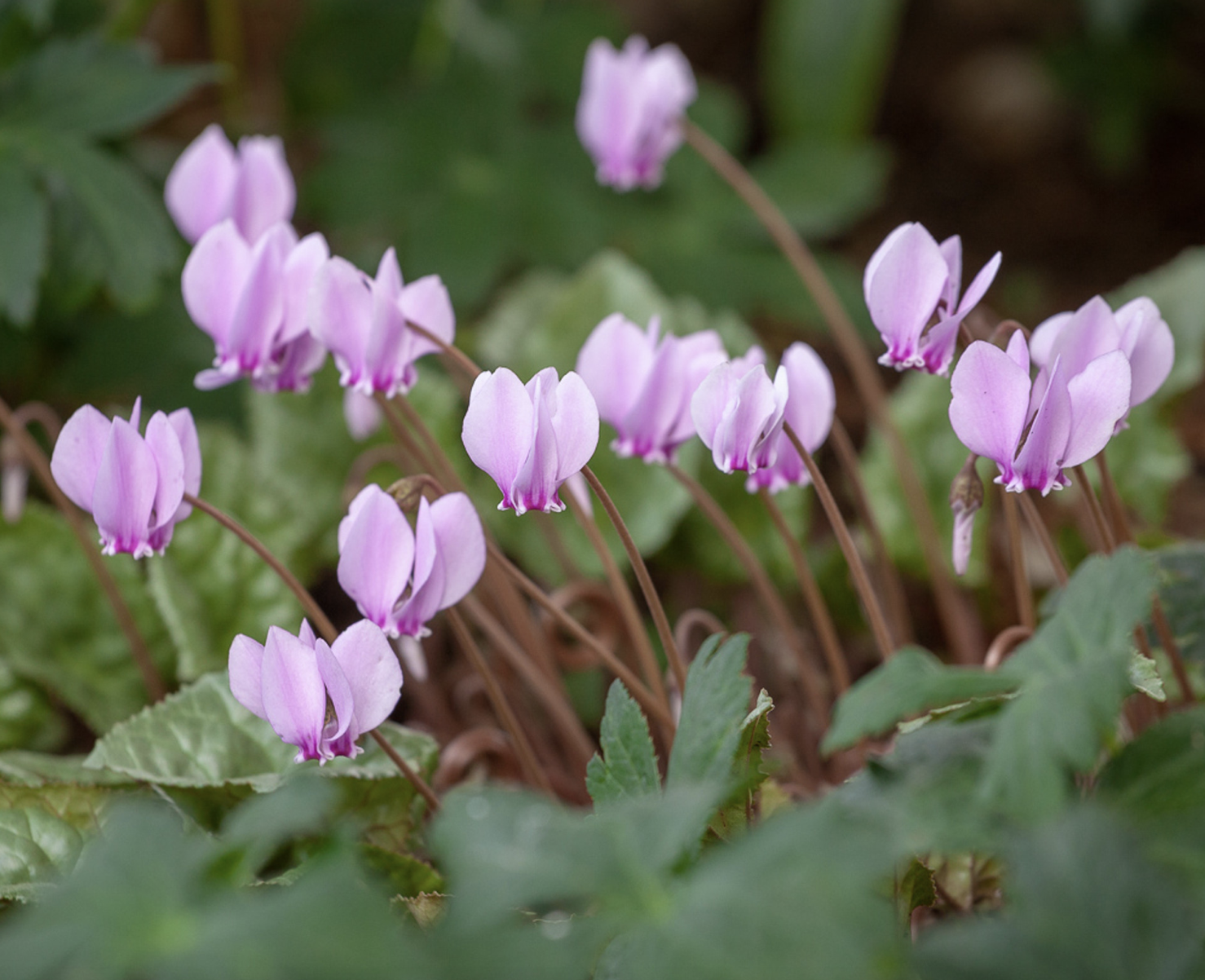 Cyclamens are hardy for winter flowering