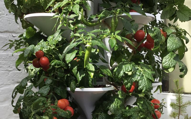 Acqua Tower lets you grow your own food vertically