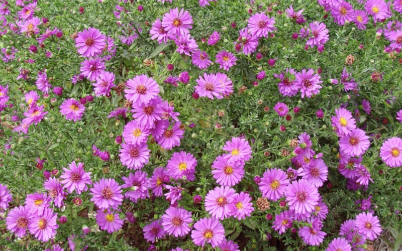 Asters - easy to grow and prolific