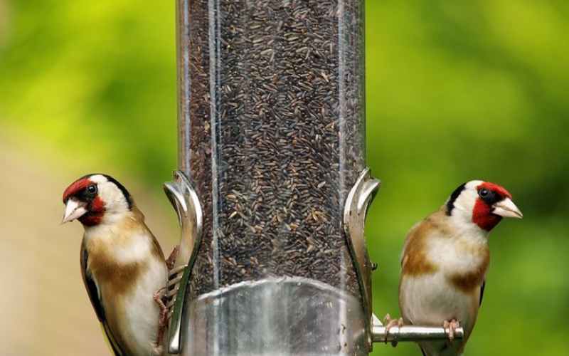 birds benefit from food from us in winter