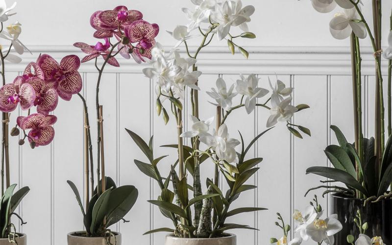 delicate Cynoches orchid has unusual shaped petals. www.ellajames.co.uk