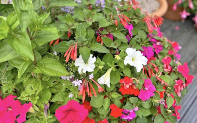 start with flowers in pots