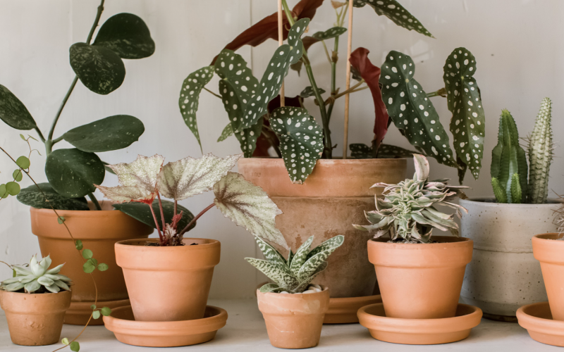 keep plants healthy with care and attention