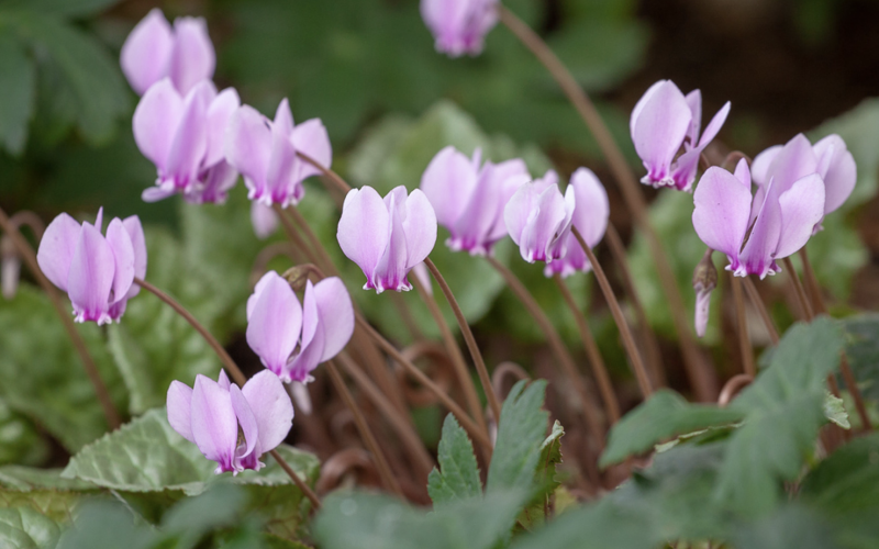 Cyclamens are hardy for winter flowering